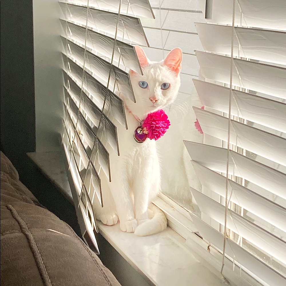 Meet your Posher, Shannon